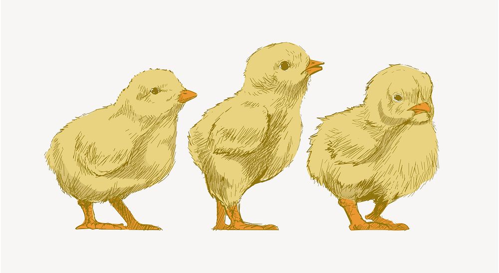 Baby chicks animal illustration vector