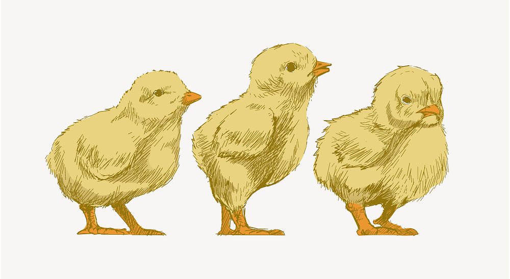 Baby chicks sketch animal illustration psd