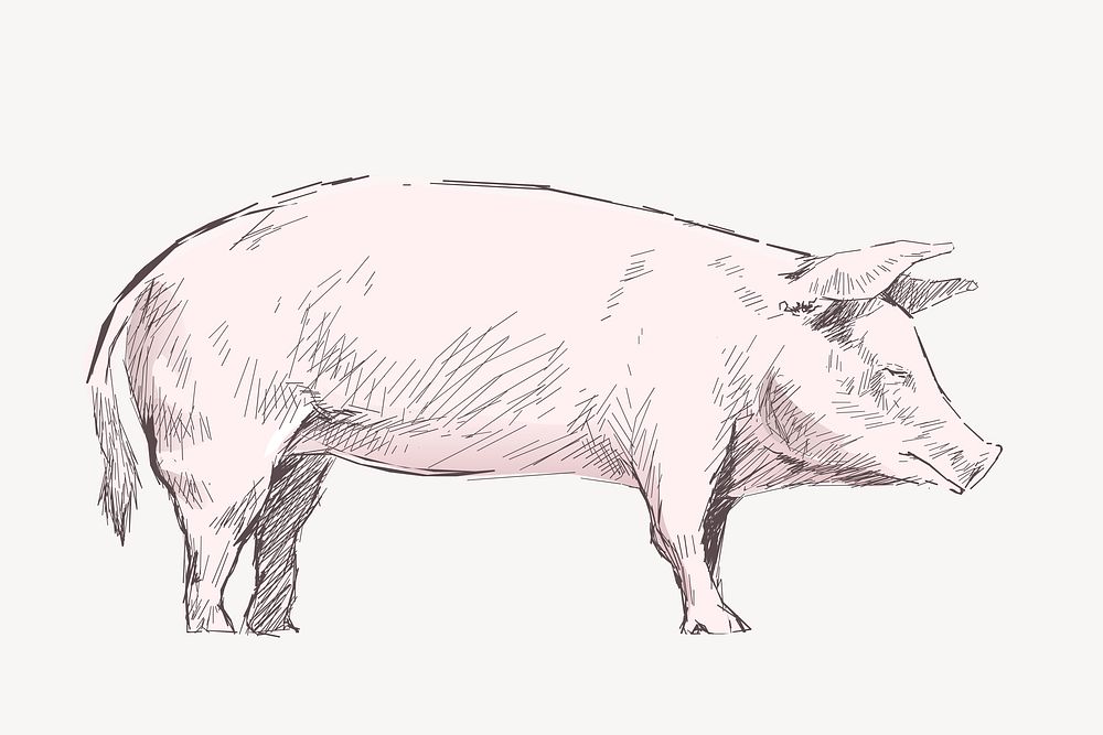 Pig sketch animal illustration vector