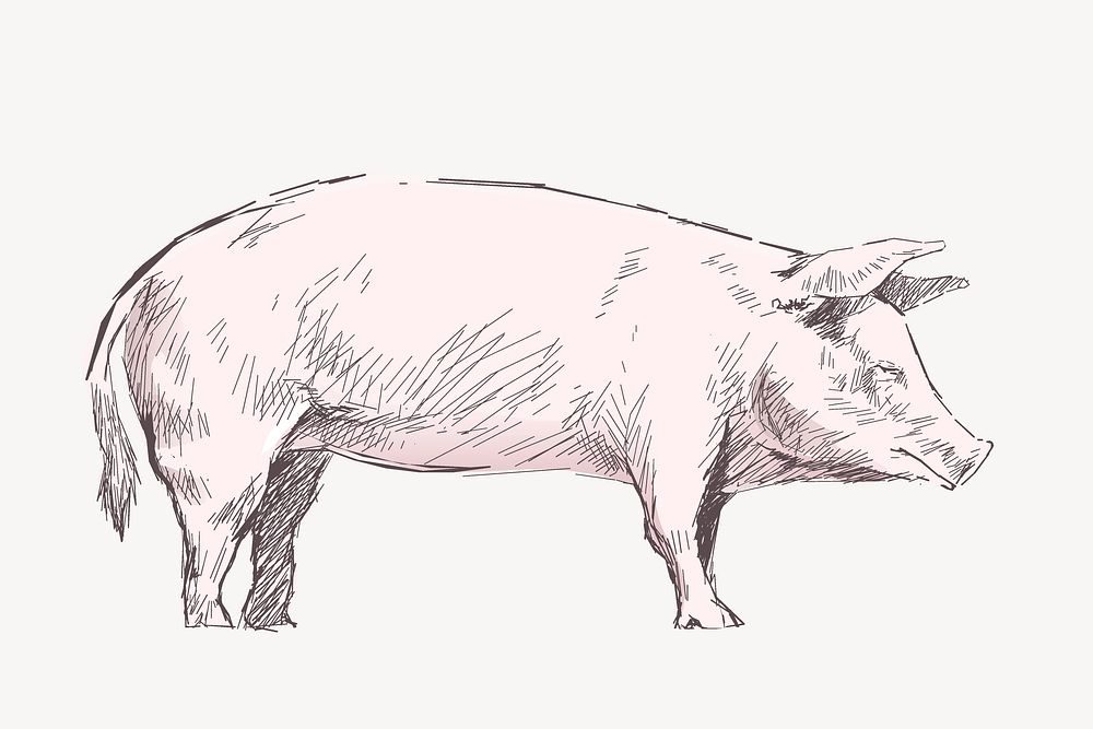 Pig  sketch animal illustration psd