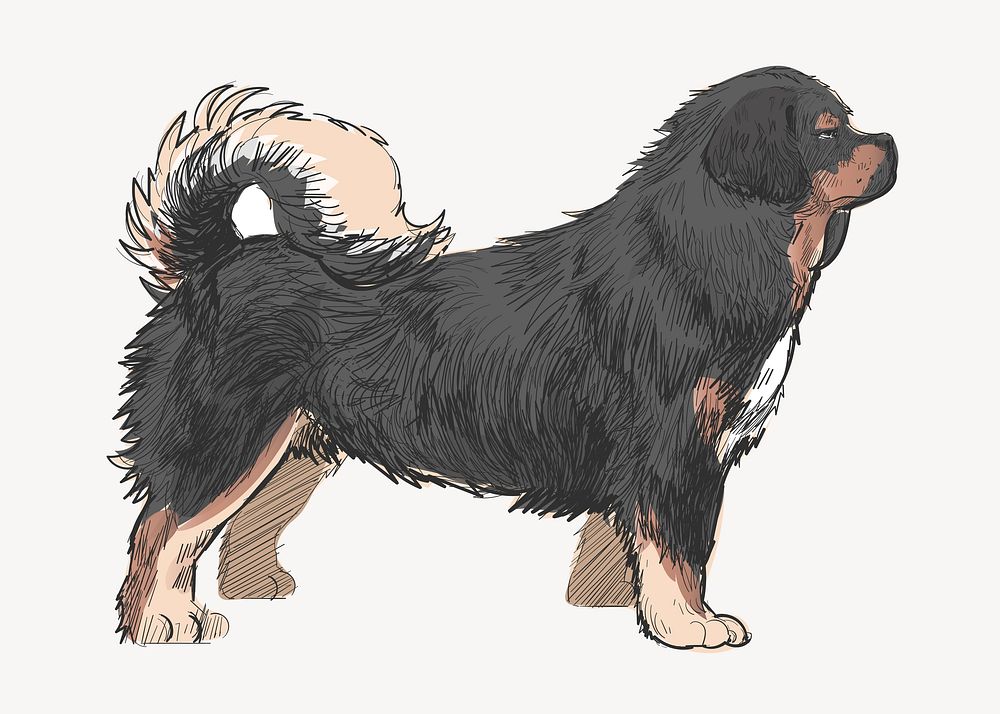 Tibetan Mastiff dog animal illustration vector