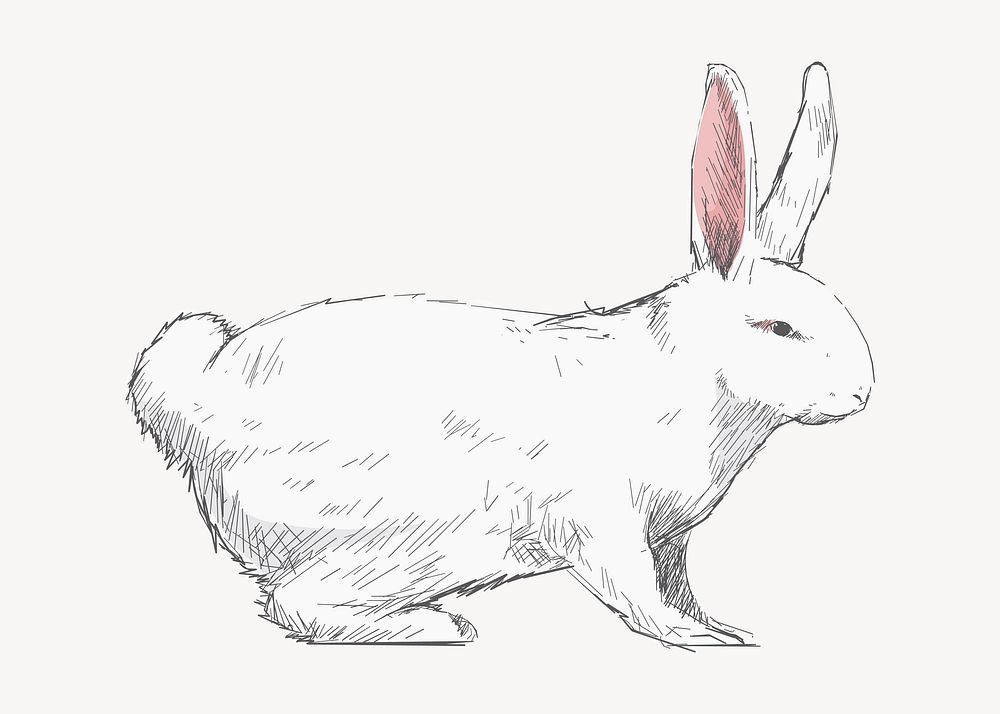 White rabbit animal illustration vector