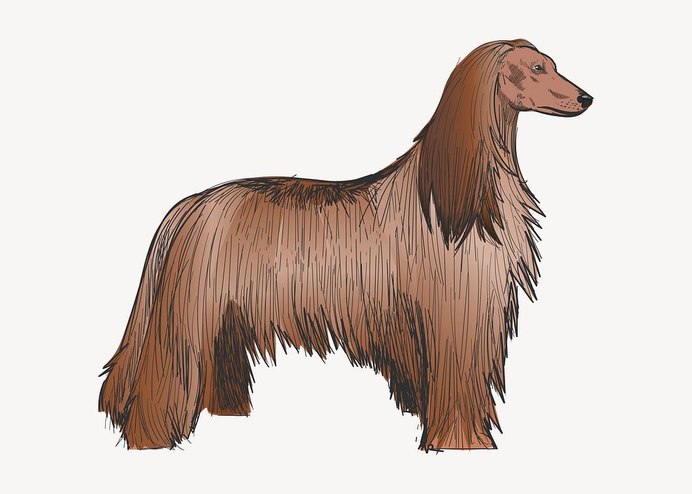 Afghan Hound dog animal illustration vector