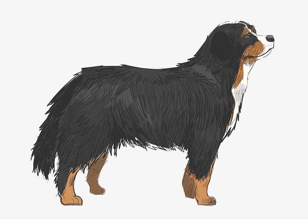Bernese Mountain Dog animal illustration vector
