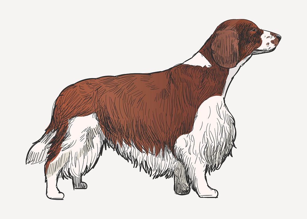 Spaniel Welsh Springer dog sketch animal illustration psd