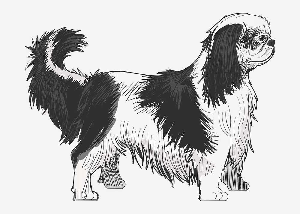 King Charles Spaniel dog animal illustration vector