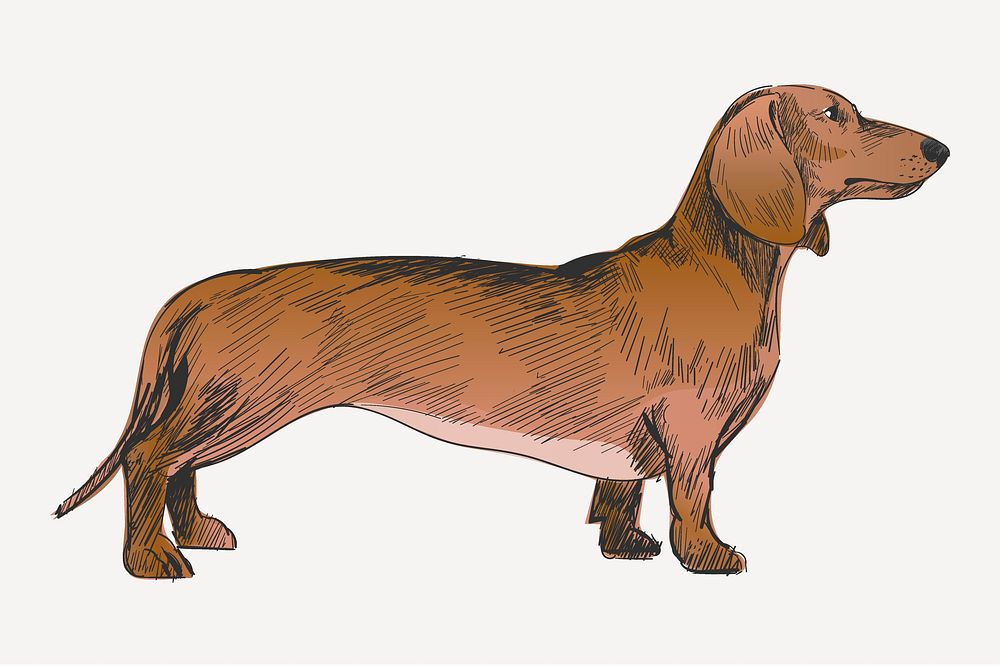 Dachshund dog sketch animal illustration psd