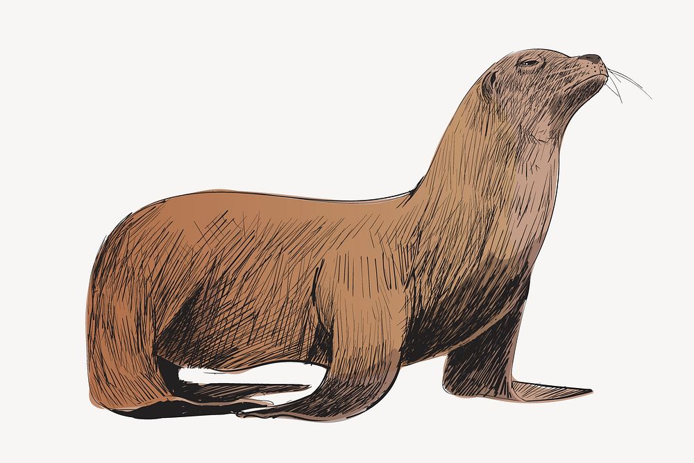 Sea Lion sketch animal illustration psd