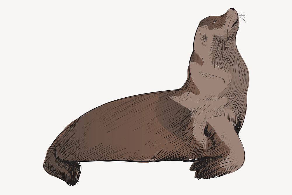 Sea Lion animal illustration vector