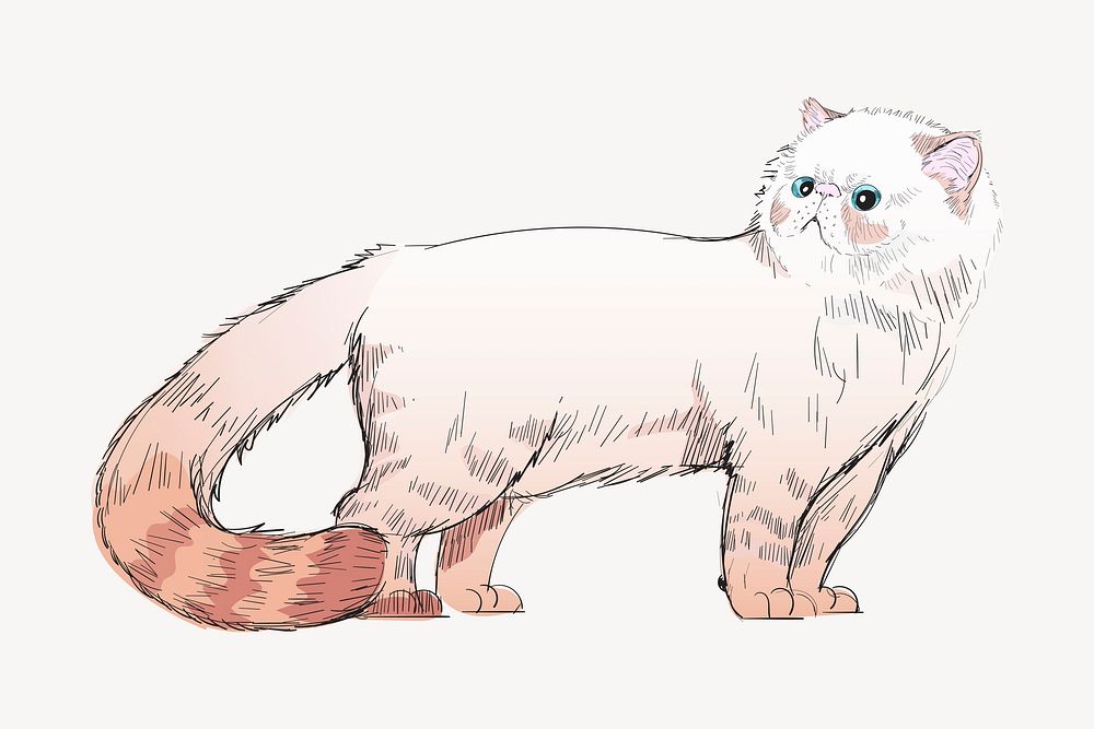 Himalayan cat animal illustration vector