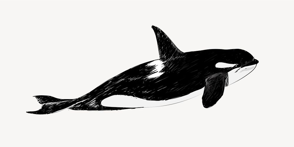 Killer whale animal illustration vector