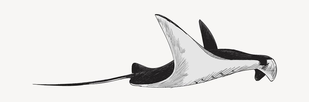 Black Stingray sketch animal illustration psd