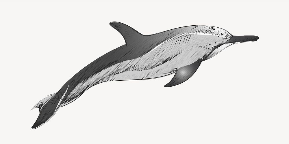 Dwarf Spinner dolphin animal illustration vector