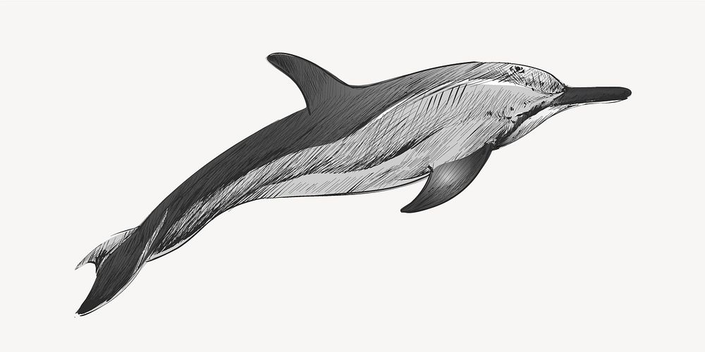 Dwarf Spinner dolphin sketch animal illustration psd