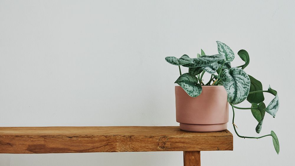 Green houseplant, minimal desktop wallpaper | Premium Photo - rawpixel