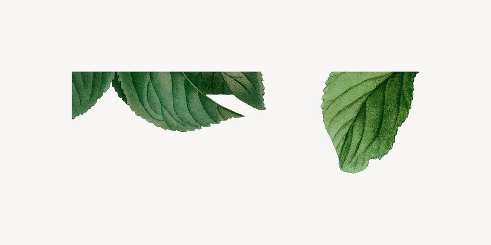 Leaf border collage element, botanical design 