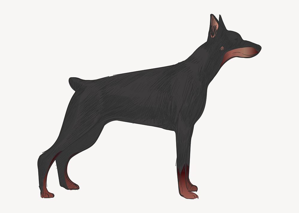 Doberman Pinscher dog animal illustration vector