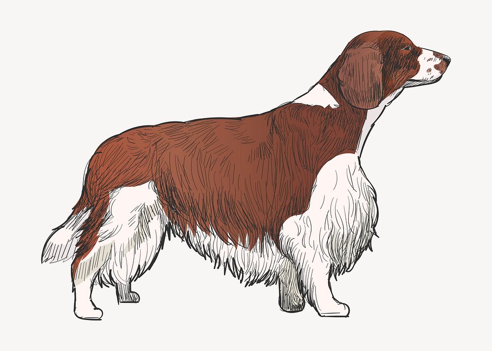 Spaniel Welsh Springer dog animal illustration vector