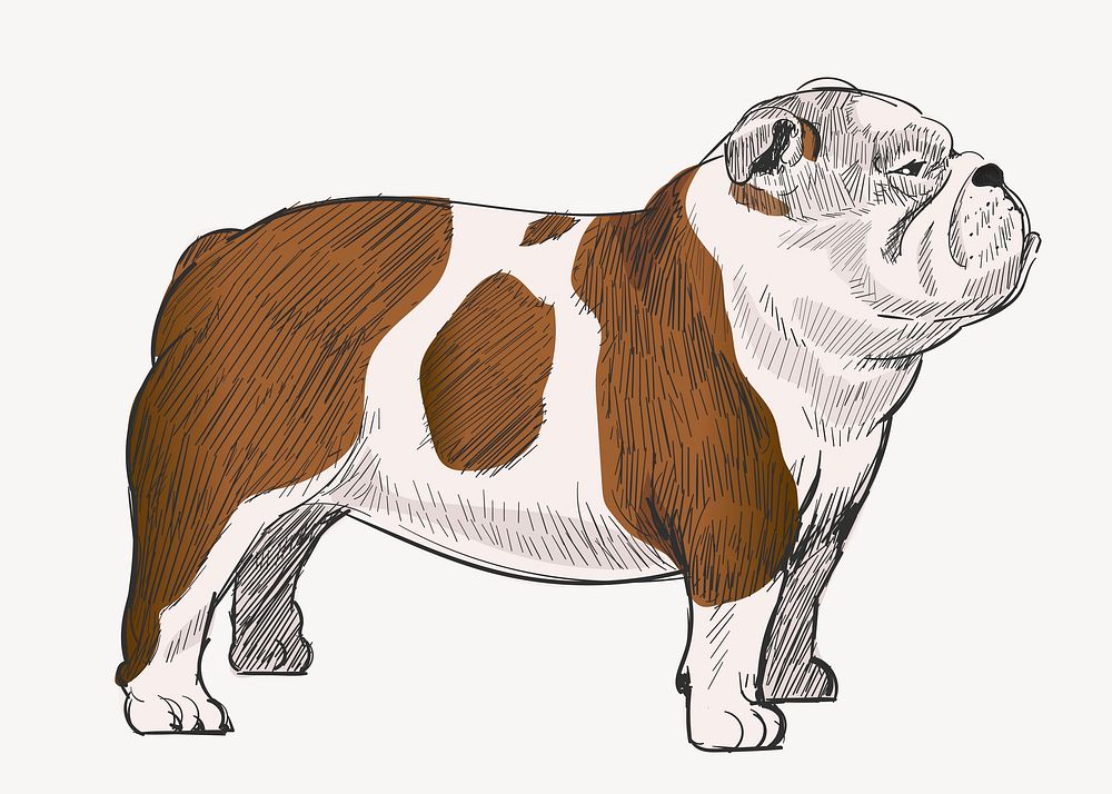 Chubby Bulldog animal illustration vector
