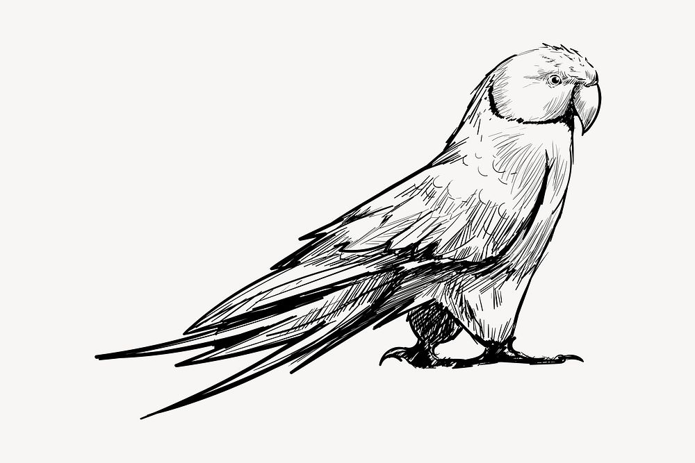 Amazon parrot sketch animal illustration psd