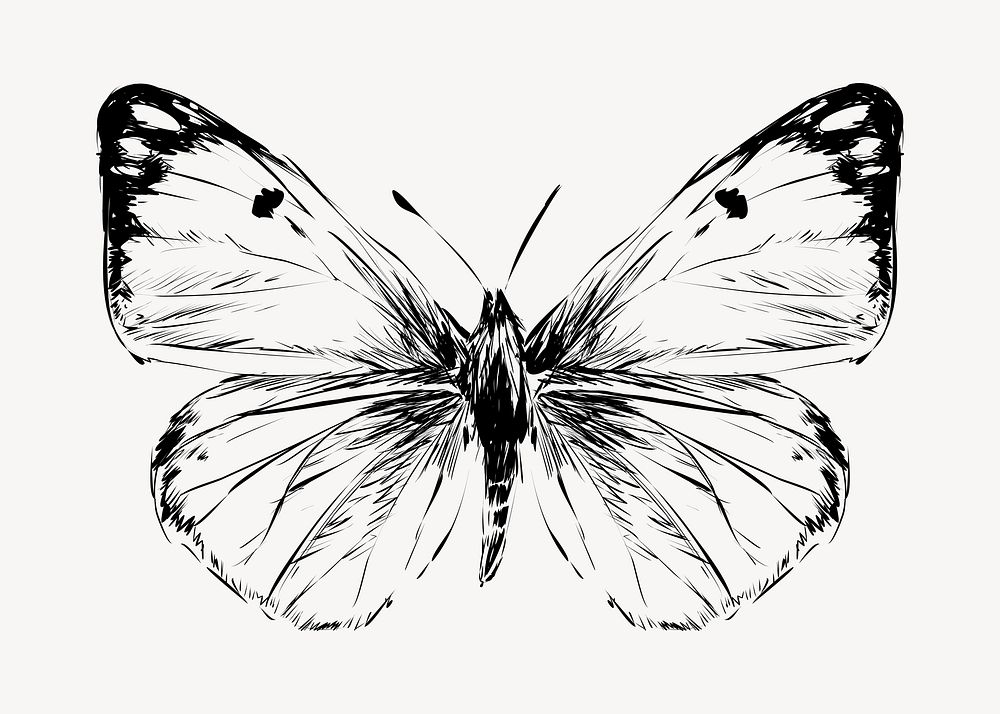 Beautiful butterfly animal illustration vector