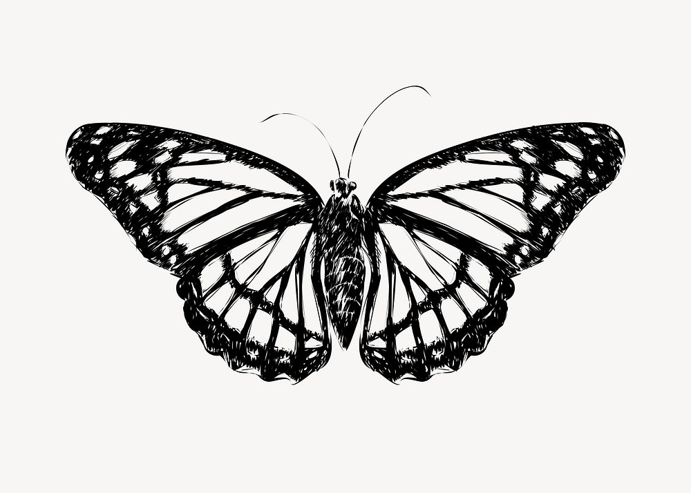 Monarch butterfly animal illustration vector