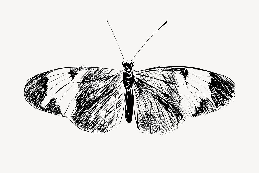 Sapho Longwing butterfly animal illustration vector