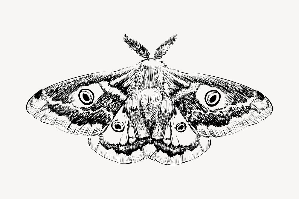 Emperor moth sketch animal illustration psd