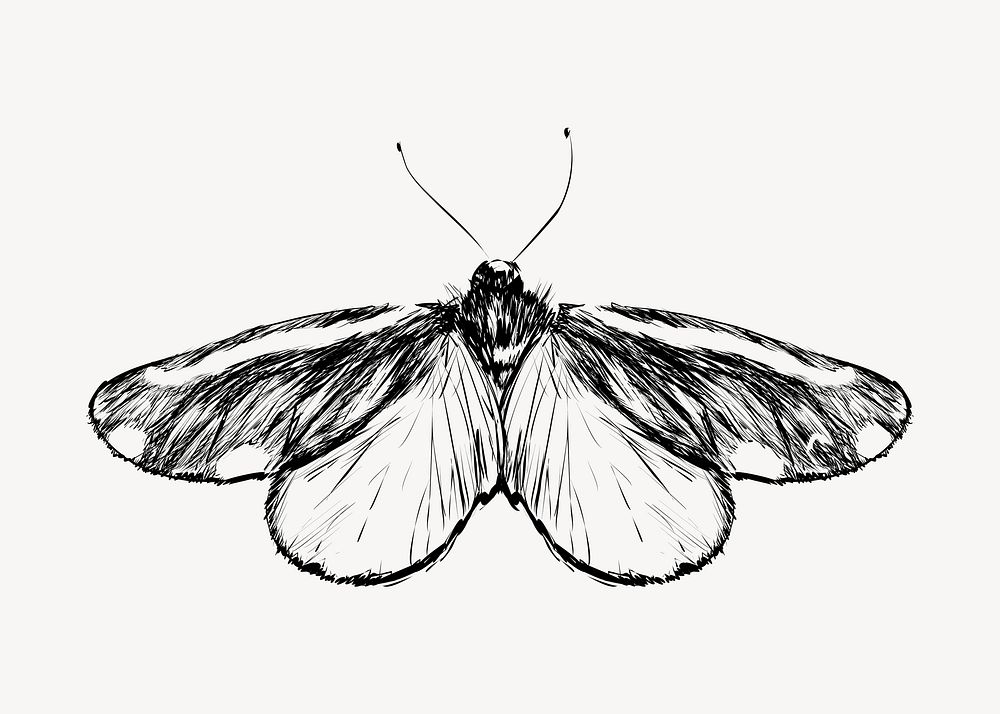 Cinnabar moth sketch animal illustration psd