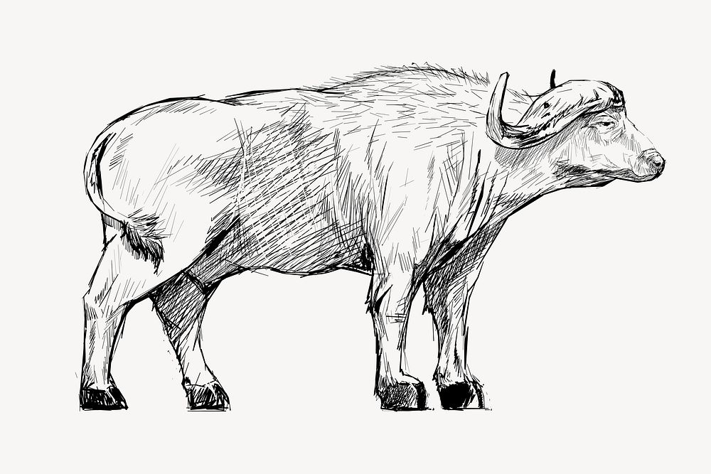 Buffalo sketch animal illustration vector