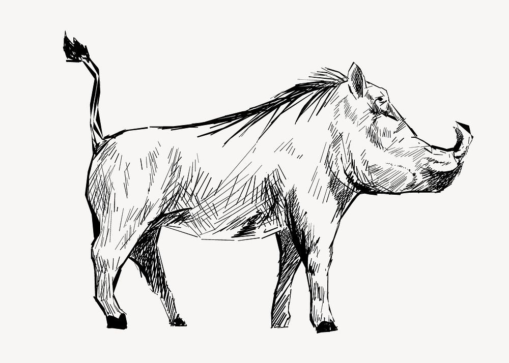 Warthog  sketch animal illustration psd