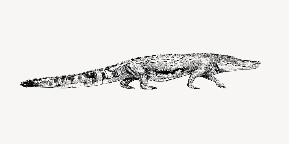 Crocodile sketch animal illustration vector