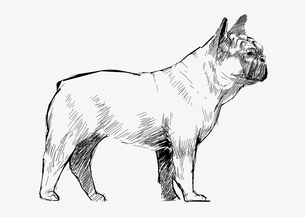 Bulldog animal illustration vector