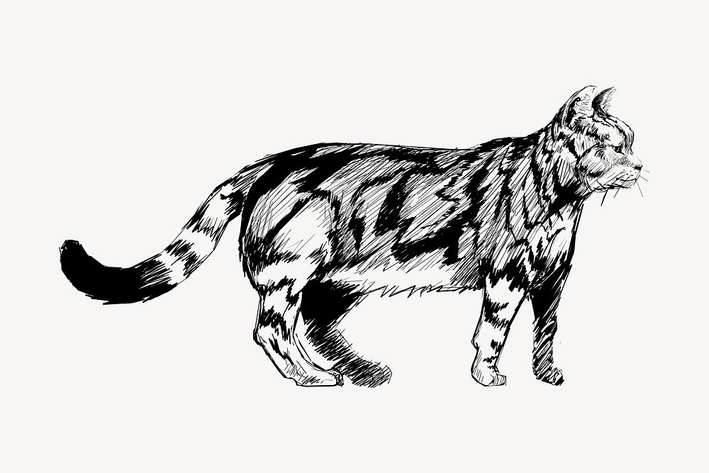 American Shorthair cat animal illustration vector