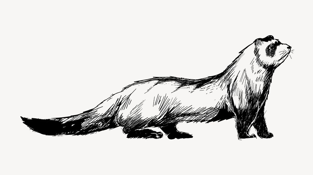 Cute ferret  sketch animal illustration psd