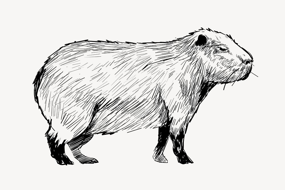 Capybara walking sketch animal illustration vector