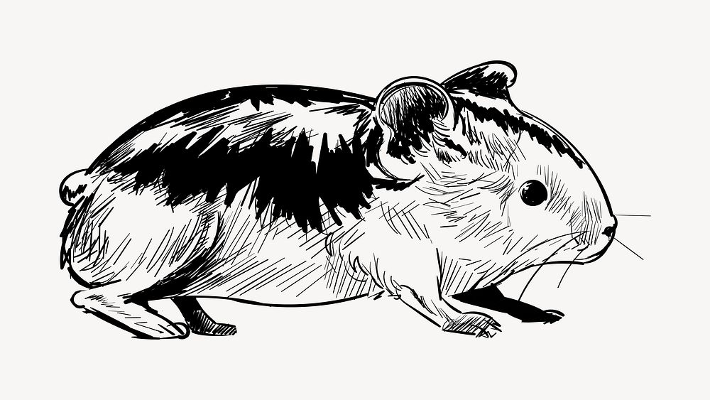 Guinea pig animal illustration vector
