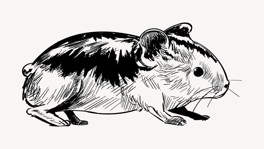 Guinea pig sketch animal illustration psd