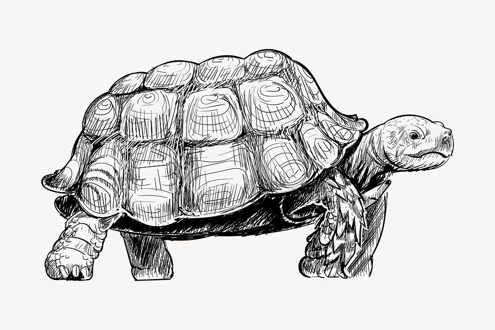 Turtle walking animal illustration vector