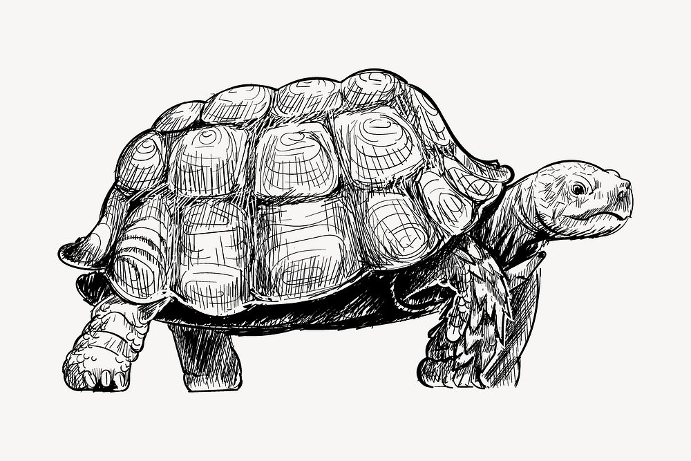 Turtle walking sketch animal illustration psd