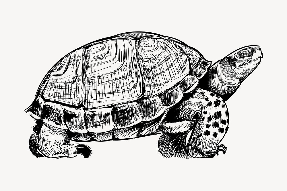 Turtle sketch animal illustration vector