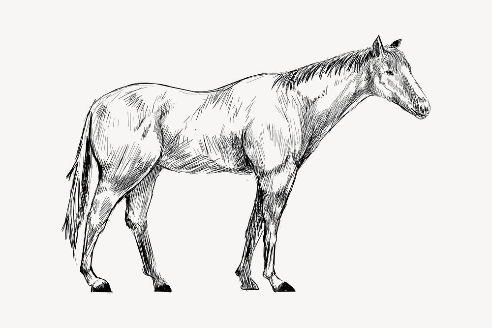 Horse sketch animal illustration vector