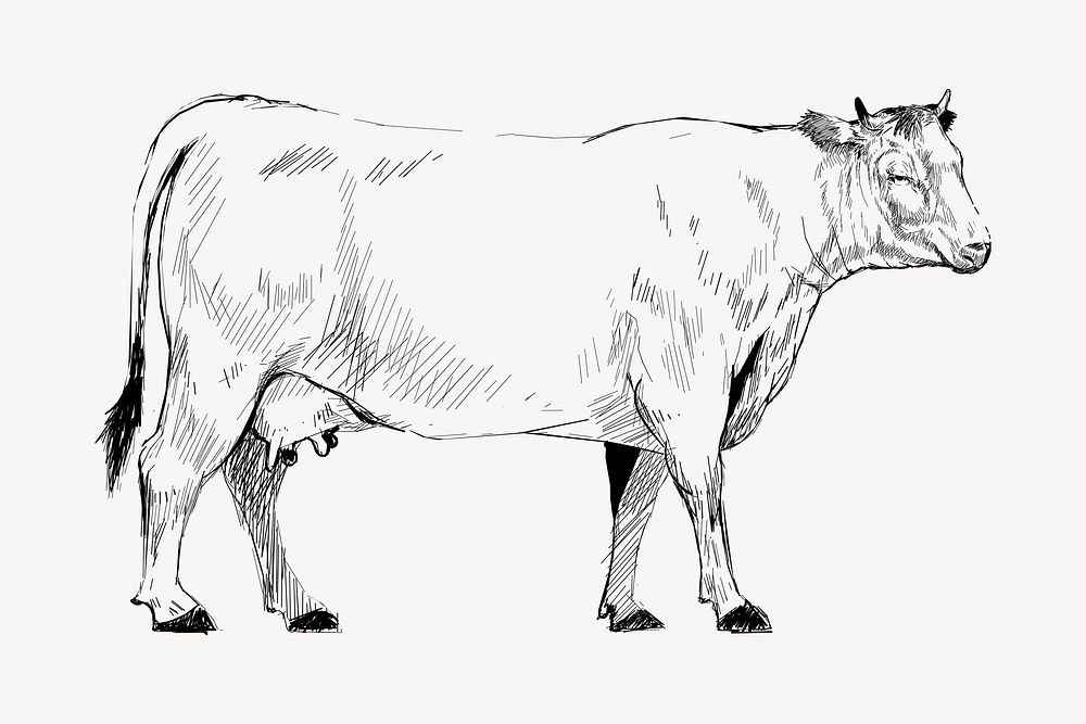 Domestic cow sketch animal illustration vector