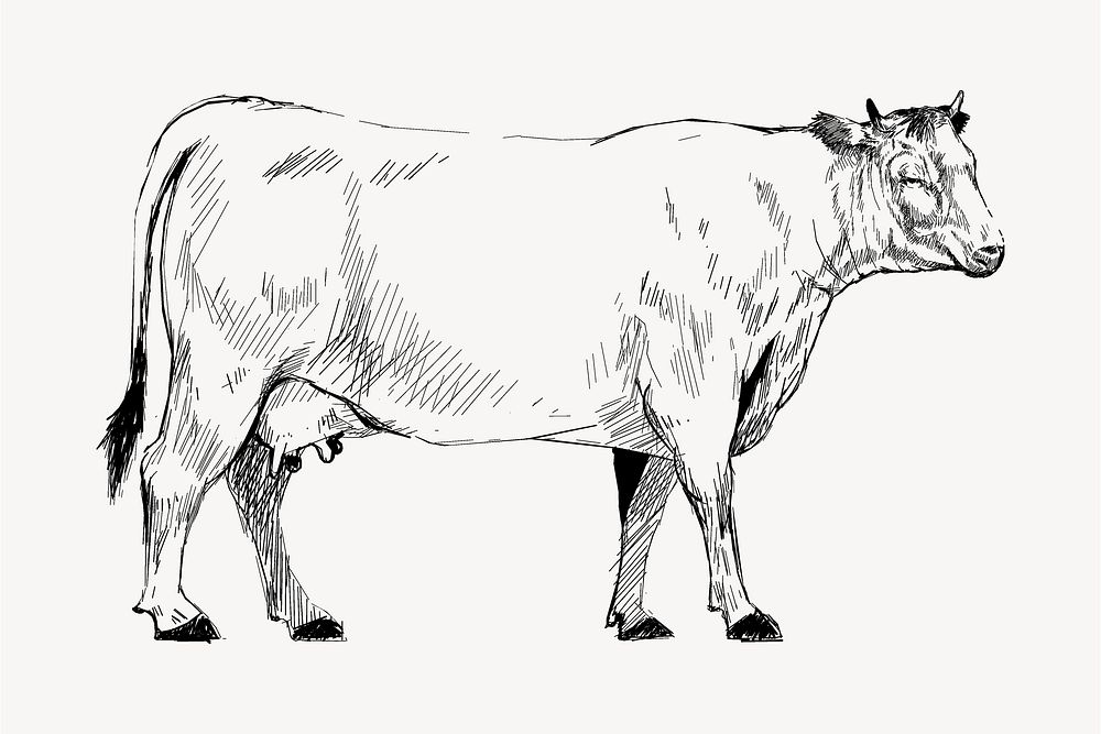 Domestic cow  sketch animal illustration psd
