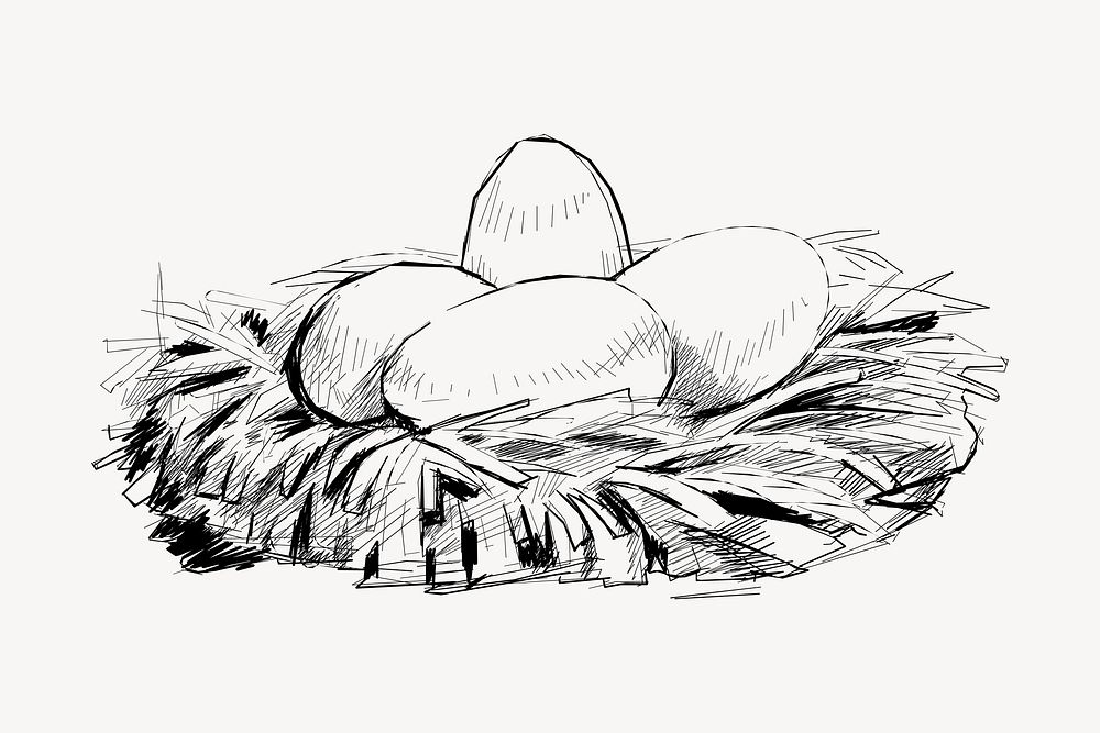 Eggs nest sketch animal illustration vector