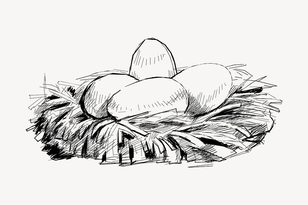 eggs nest  sketch animal illustration psd