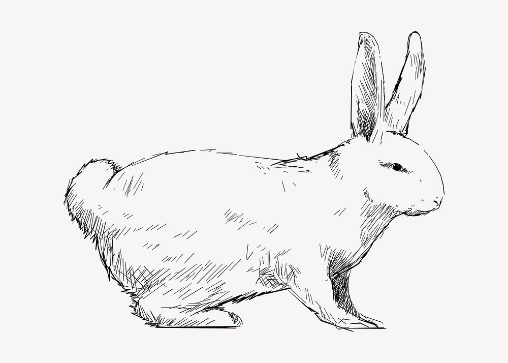 Rabbit sketch animal illustration vector