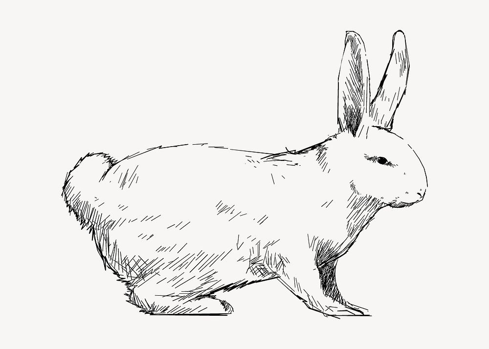 Rabbit  sketch animal illustration psd