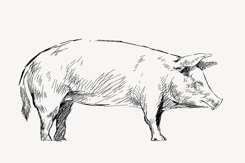 Pig  sketch animal illustration psd