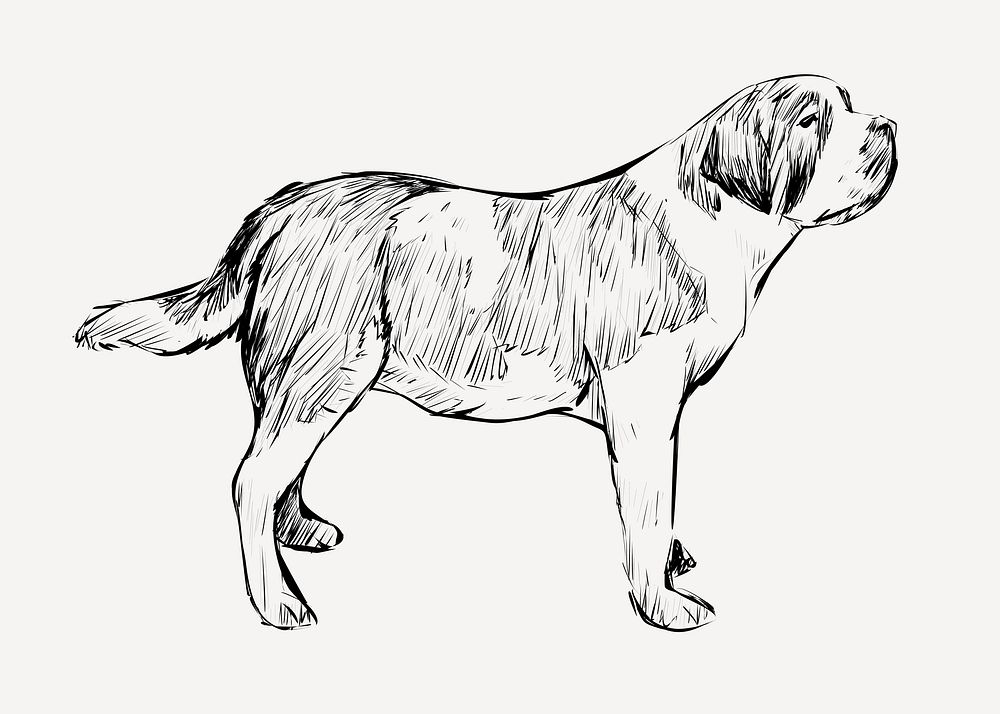 Saint Bernard dog animal illustration vector